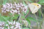 papillon sur inflorescence d'eupatoire chanvrine