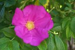 rosier rugueux (Rosa rugosa)