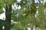 Frêne oxyphylle ou frêne du Midi (Fraxinus angustifolia)