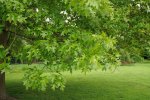 feuilles de chêne des marais (Quercus palustris, mi-mai)