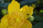 millepertuis à grands fleurs (Hypericum calycinum)