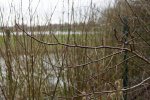 rameaux épineux de l'aubépine à feuille de prunier (Crataegus prunifolia)