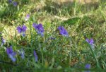 pensée sauvage (Viola tricolor)