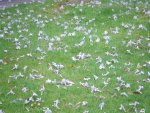 pauwlonia (Paulownia tomentosa), chute des fleurs sur le sol