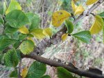 écorce liégeuse de l'orme champêtre (Ulmus minor)