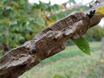 écorce liégeuse de l'orme champêtre (Ulmus minor)