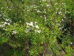 spirée de Thungerg (Spiraea thunbergii)