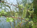 saule marsault femelle en fleurs (Salix caprea)
