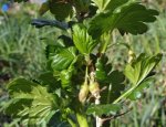 floraison du groseillier à maquereau (Ribes uva-crispa)