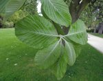 allouchier (Sorbus aria) : feuillage