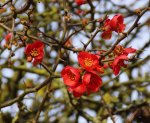 cognassier du Japon (Chaenomeles japonica) : floraison
