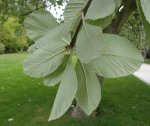 allouchier (Sorbus aria) : revers des feuilles