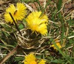 tussilage (Tussilago farfara) en fleur, début février