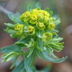 euphorbe petit-cyprès (Euphorbia cyparissias)