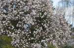 magnolia (Magnolia × soulangeana)