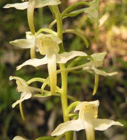 platanthère à fleurs vertes