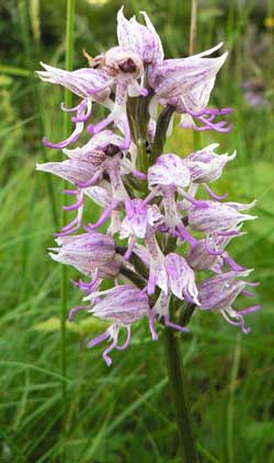 orchis militaire