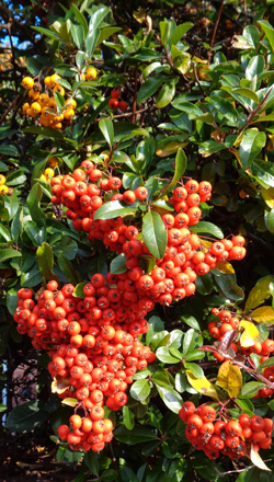 pyracantha buisson ardent