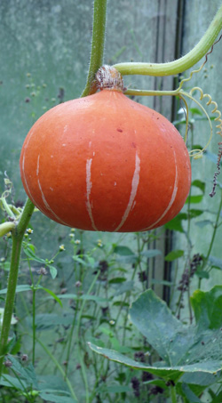 potimarron
