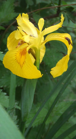 iris faux-acore
