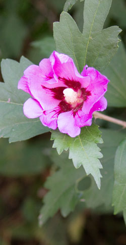hibiscus de Syrie (althaea)