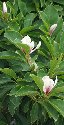 magnolia à grandes fleurs