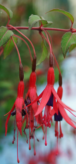 fuchsia de Magellan