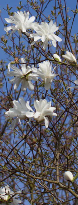 magnolia étoilé