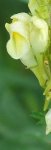 fleur de linaire (Linaria vulgaris)