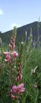 fleurs de sainfoin (Onobrychis viciifolia), terril de Loos-en-Gohelle