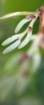 noisetier de Byzance (Corylus colurna) : apparition des bourgeons floraux en aout