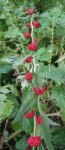pied d'épinard-fraise (Blitum virgatum)