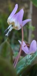 dent-de-chien (Erythronium dens-canis) en floraison