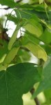 érable champêtre (Acer campestre) : fruit en formation