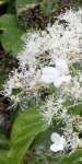hortensia grimpant (Hydrangea petiolaris) : détail
