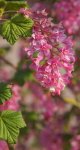 groseillier à fleurs (Ribes sanguineum) : inflorescence