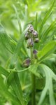 aconit napel (Aconit napellus) : bouton floral