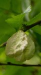 graine d'orme champêtre (Ulmus minor)
