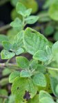 feuillage de calament/népéta (Clinopodium nepeta subsp. ascendens)