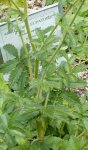 aigremoine eupatoire (Agrimonia eupatoria, feuilles)