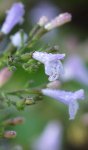 inflorescence de calament/népéta (Clinopodium nepeta subsp. ascendens)
