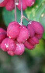 fusain d'Europe (Euonymus europaeus) : fruits