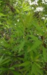 spirée de Thungerg (Spiraea thunbergii) : feuillage