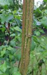 écorce liégeuse du fusain (Euonymus europaeus)