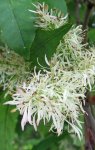 frêne à fleur (Fraxinus ornus)