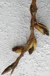 débourrement du peuplier noir mâle (Populus nigra, mi-mars)